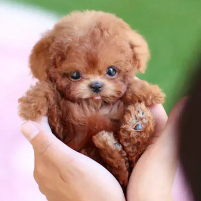Niko - Mi Perrito Robot Realista