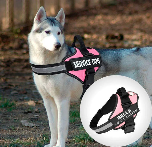 safedog, animal de estimación, artículos para mascotas, cuidado de mascotas, correa, correa para perros pequenos, correa para perros amazon, correa para perro grande, correas para perros baratas, correas para perros precios, collar para perros, correa de cuerda para mascota, correa para mascotas, correa personalizada para mascotas, como poner una correa de perro, arnés para perros, pechera para perro mediano, arnés para perros walmart, pechera para perro reforzada, pecheras para perros de cuero
